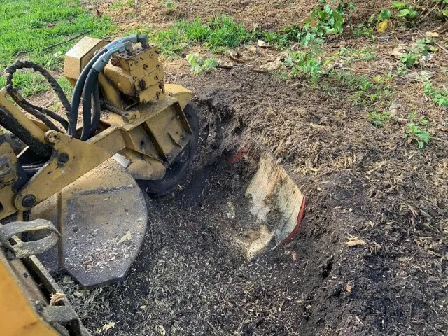 Stump grinding service in Pinellas County (before and after area prep)